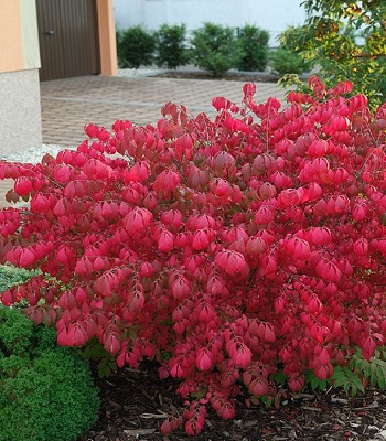 🌿 Бересклет крилатий "Compactus"