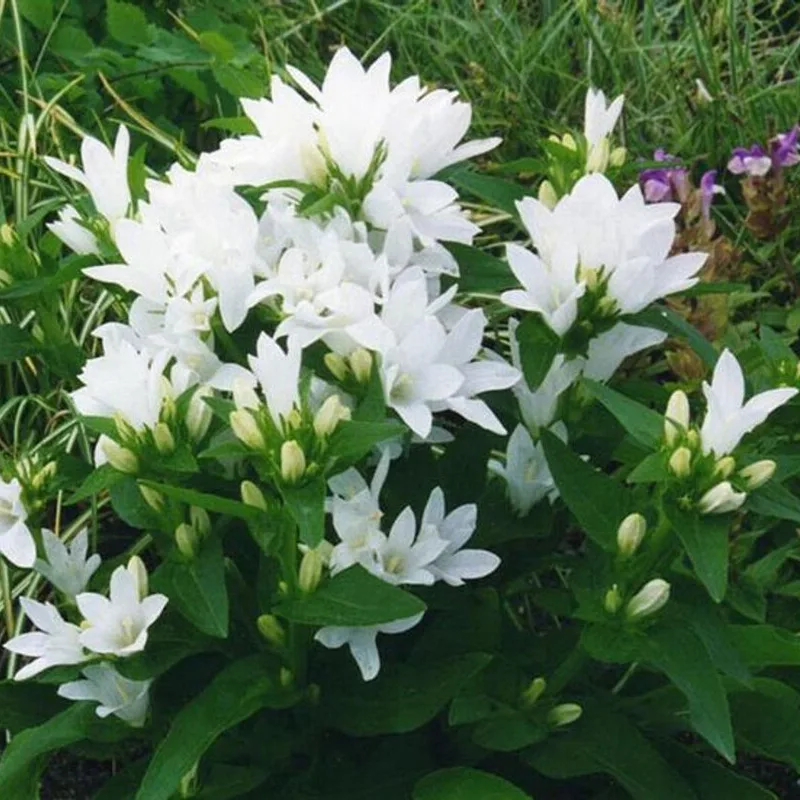 Кампанула glomerata Alba ( в горщику )