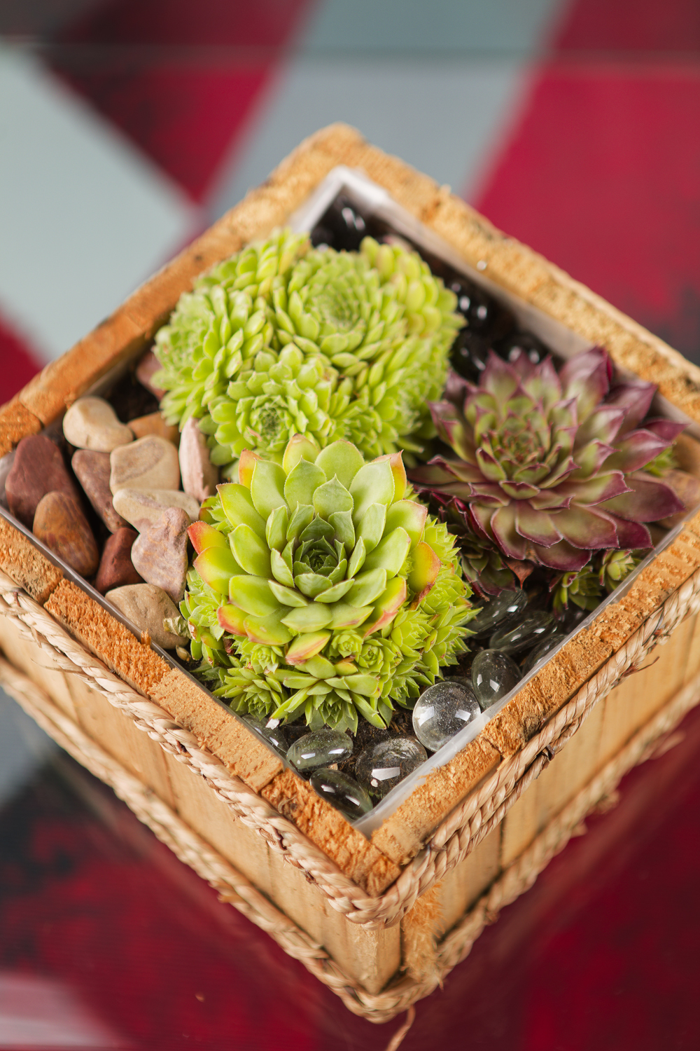 composition de sempervivum plante intérieur / extérieur