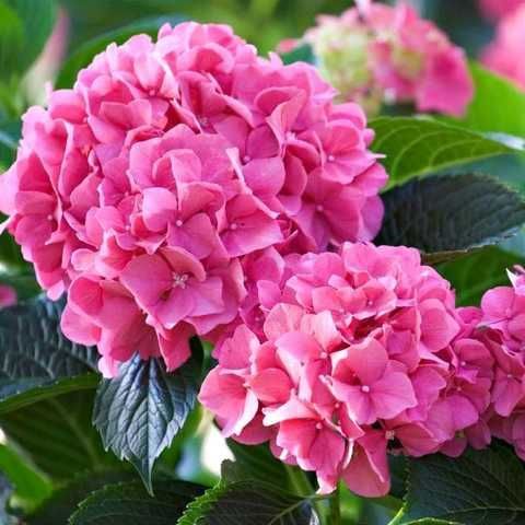 Гортензія макрофіла "Bouqet Rose"