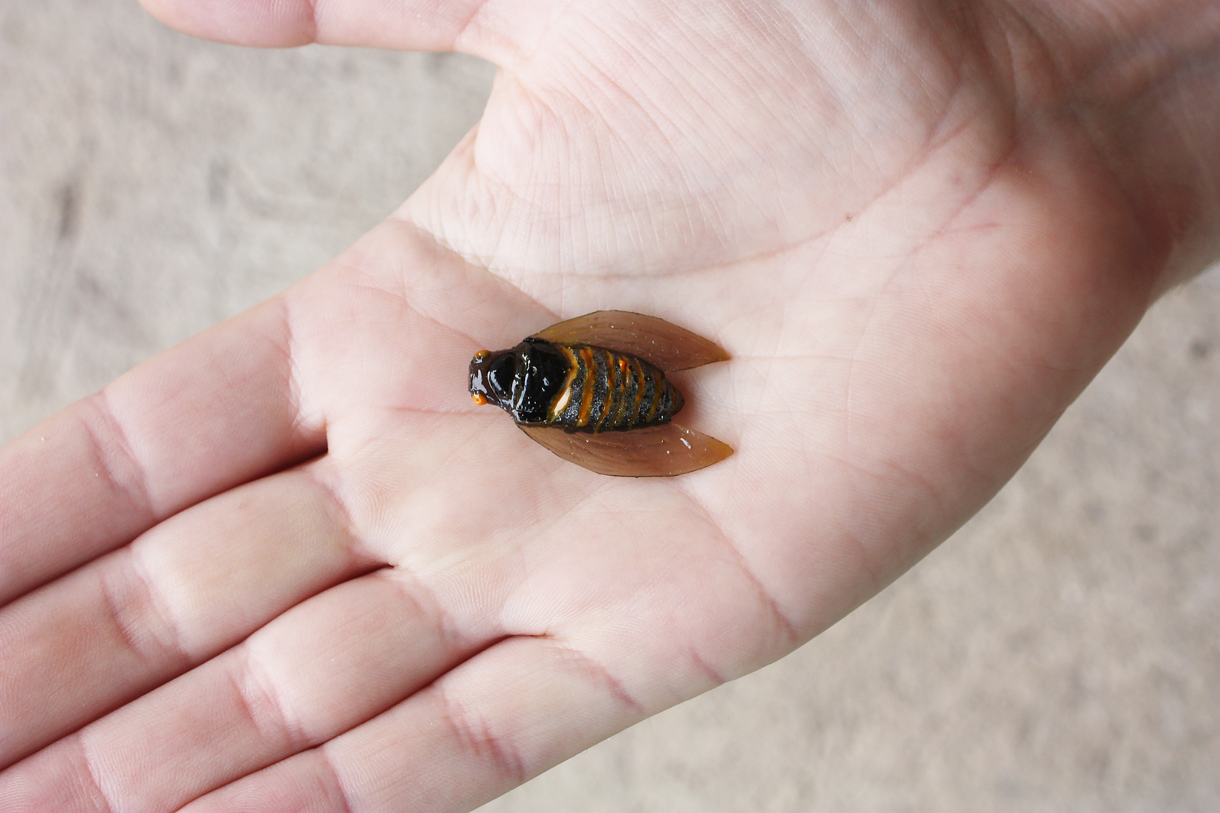 A&S Cicada 1.4