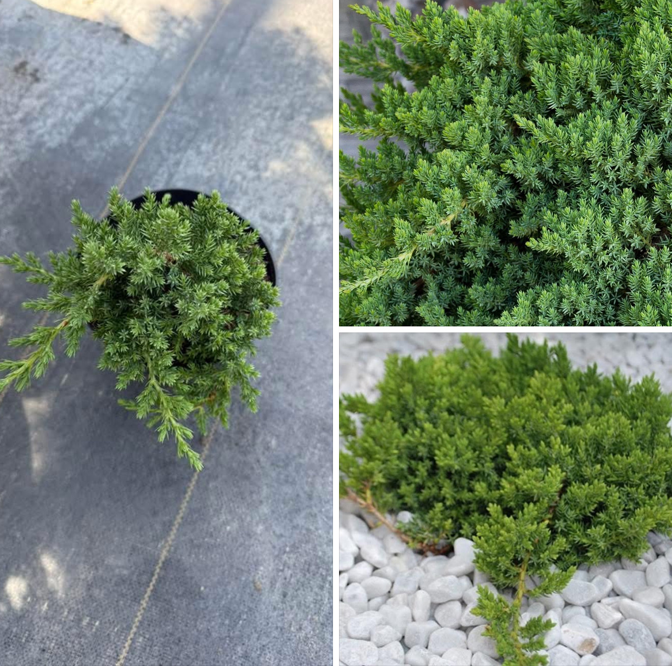 Ялівець прокумбенс нана