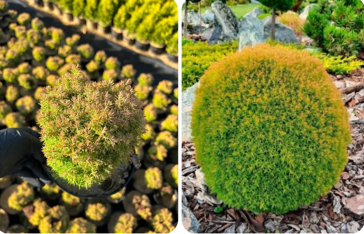 Туя карликова аніек