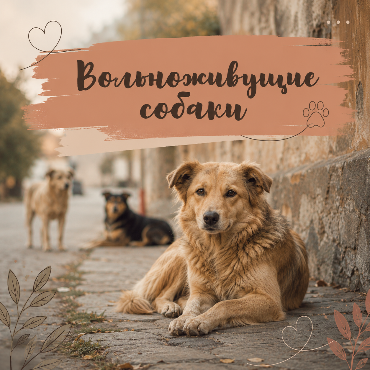 Вольноживущие собаки