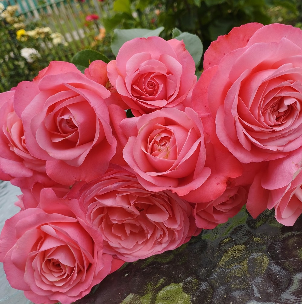 Розанна (Rosanna)