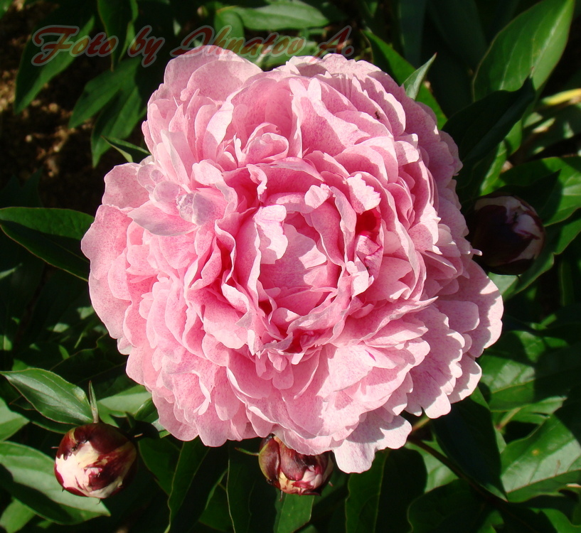 Pietertje Vriend Wagenaar (Пітертьє Фріенд Вагенаар)