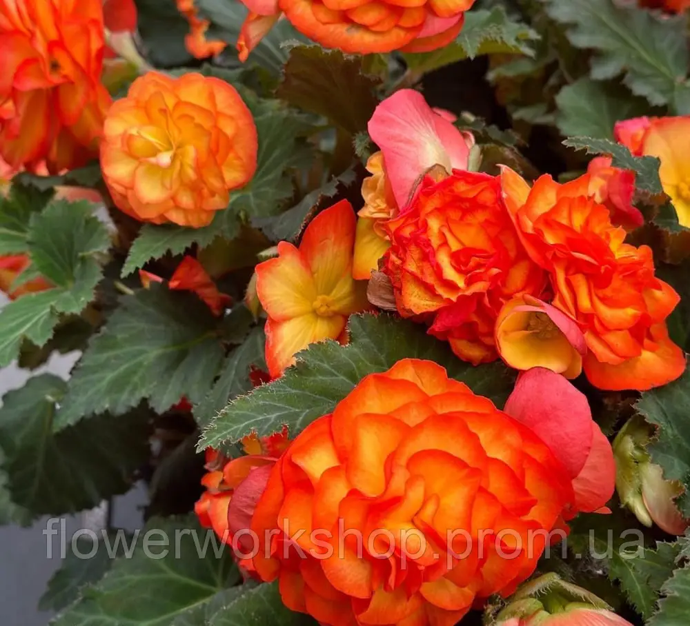 Бегонія Tuberhybrida Nonstop Flame (касетна розсада)