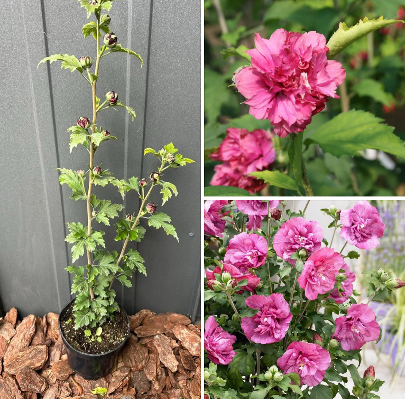 Гібіскус Дюк де брабант 1,5 л