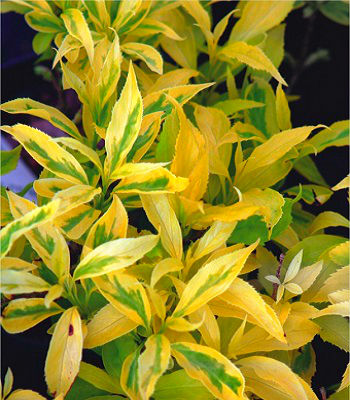 🌼 Форзиція золотолиста "Golden Times"