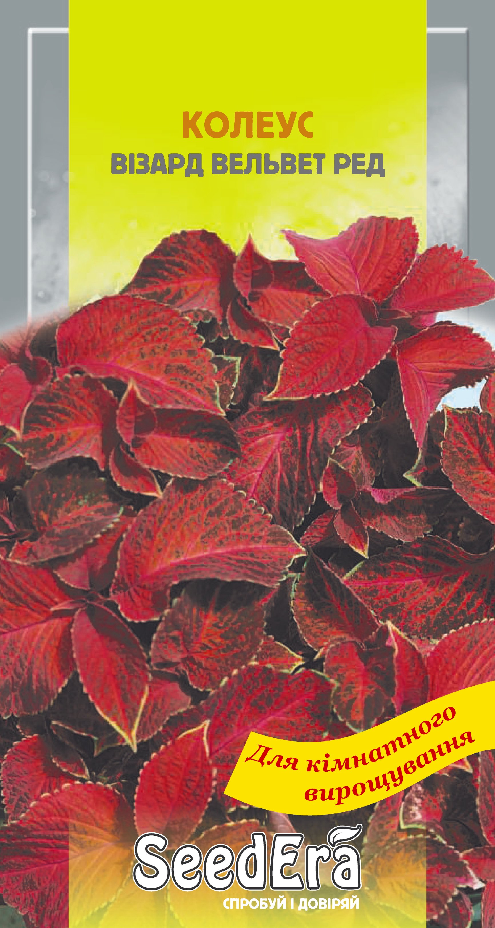 Насіння Міні-кімнатні Квіти Колеус Візард Вельвет ред, 10шт