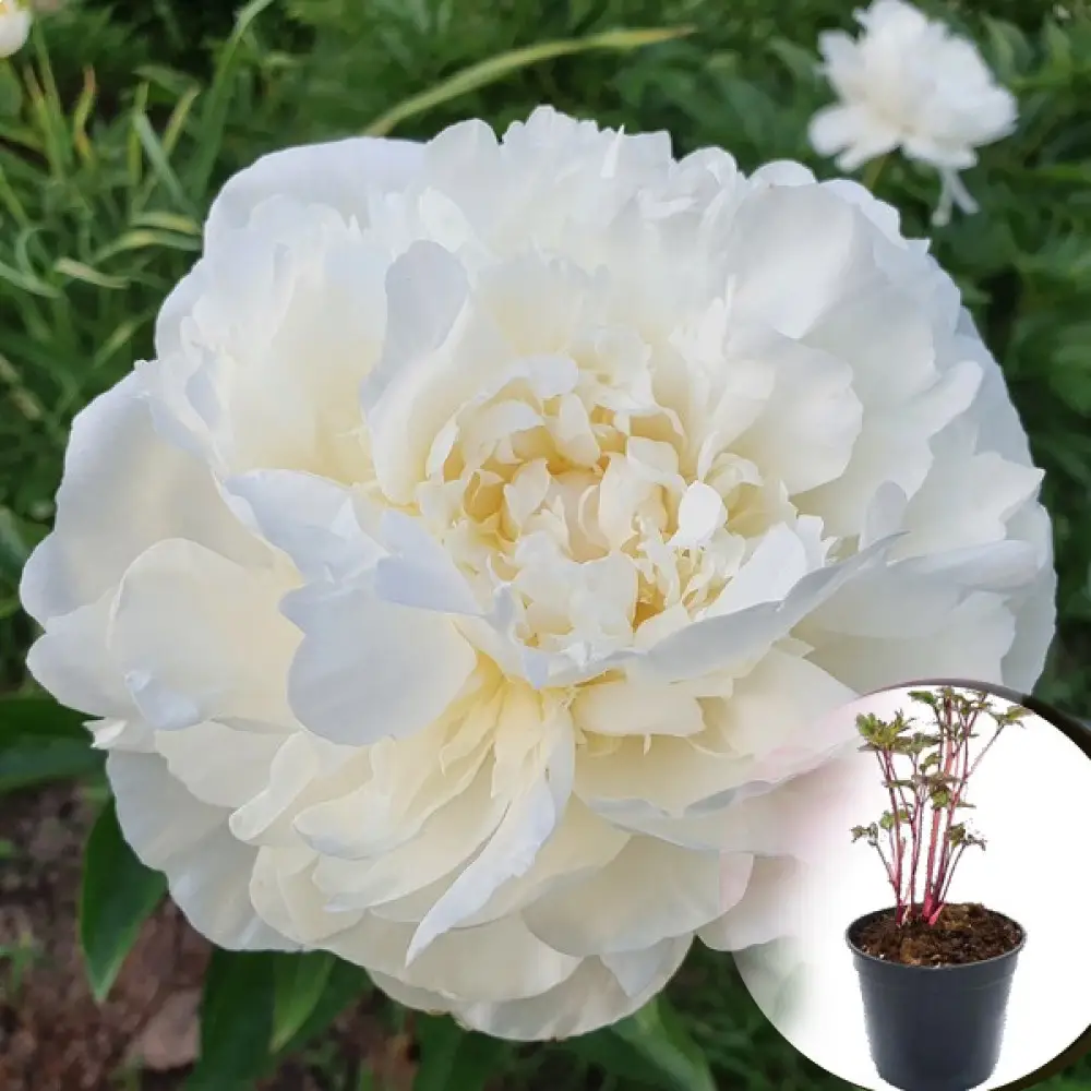 Півонія Амалія Олсон