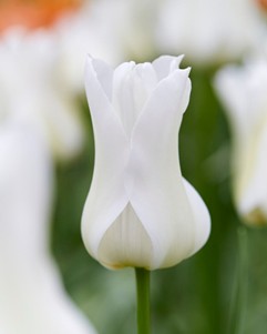 Тюльпан Ballade White