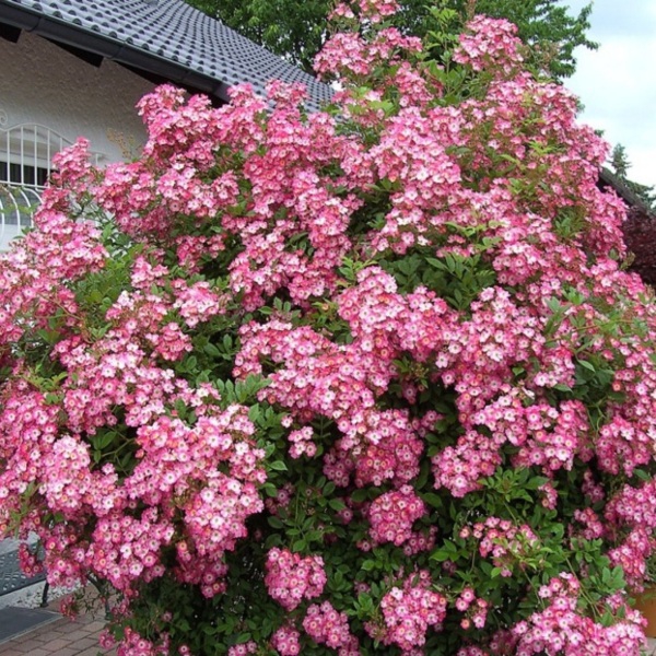 Моцарт — Mozart