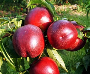 Нектарин Гарофа