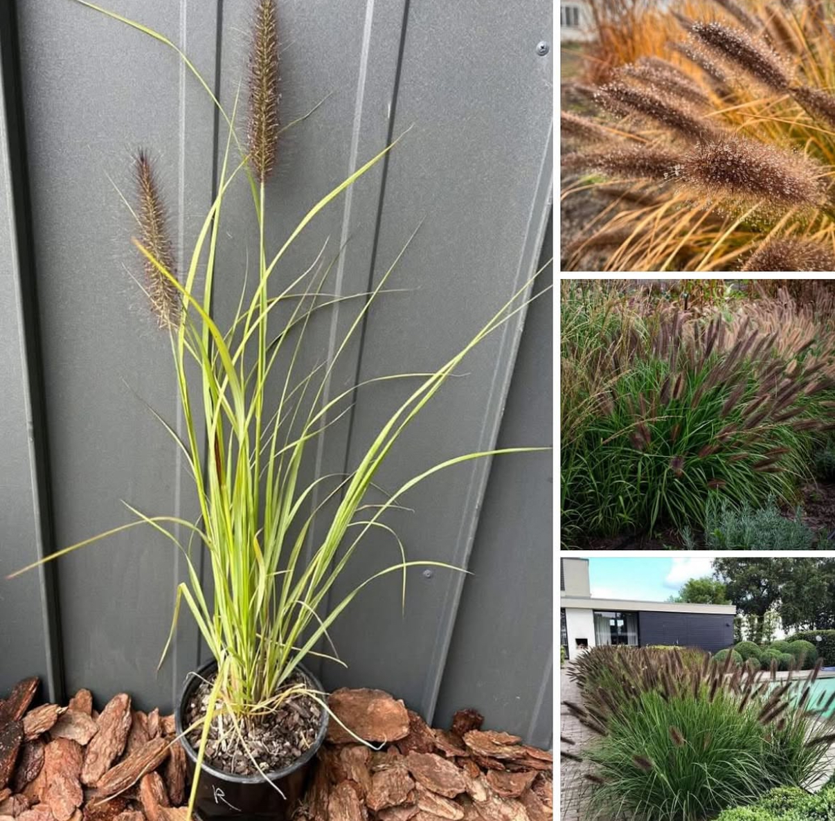 Пенісетум блек бюті