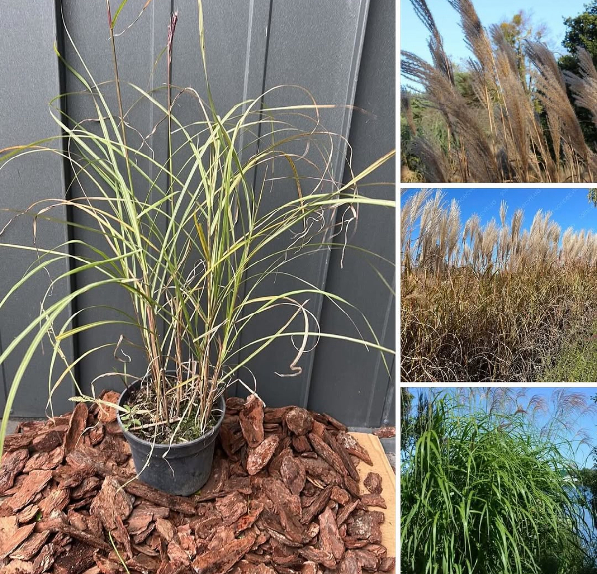 Високорослий міскантус голіаф