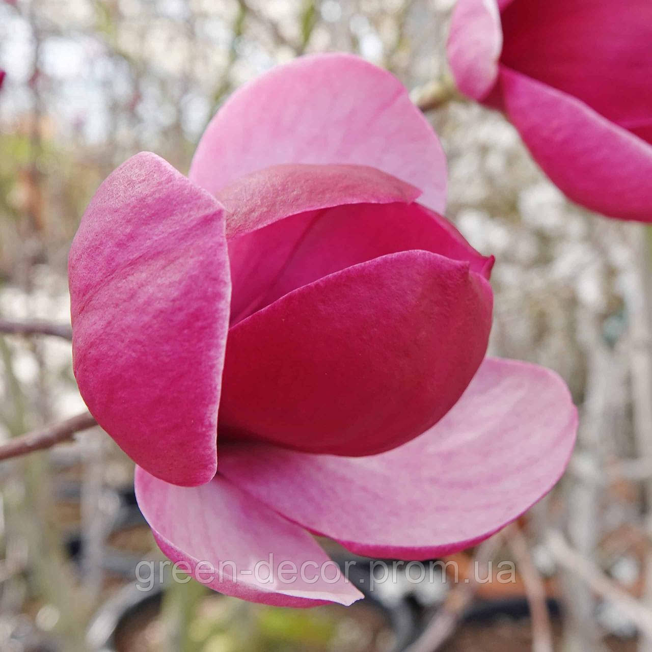 Магнолія 'Joe McDaniel' (Magnolia 'Joe McDaniel') 190-240 С7,5