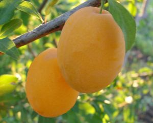 Слива Афаска жовта