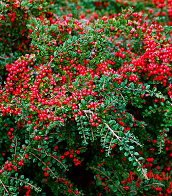 🌿 Кизильник "Streib's Findling"