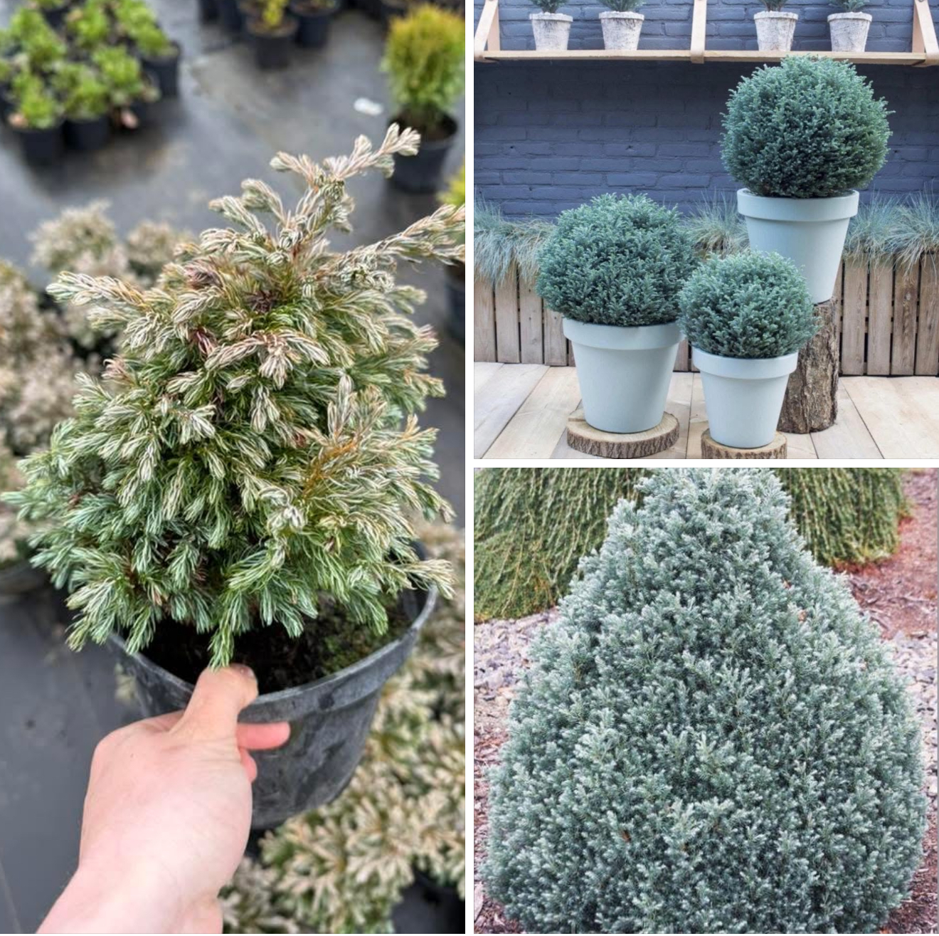 Кипарисовик бейбі блю 2 л