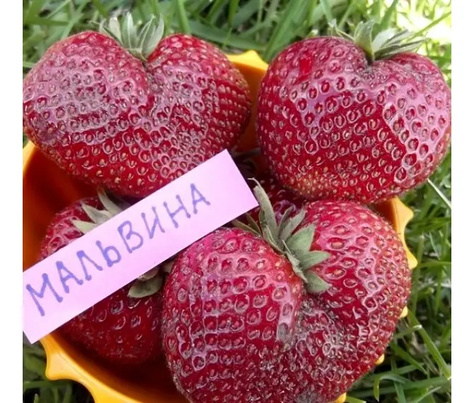 Мальвіна 10 шт