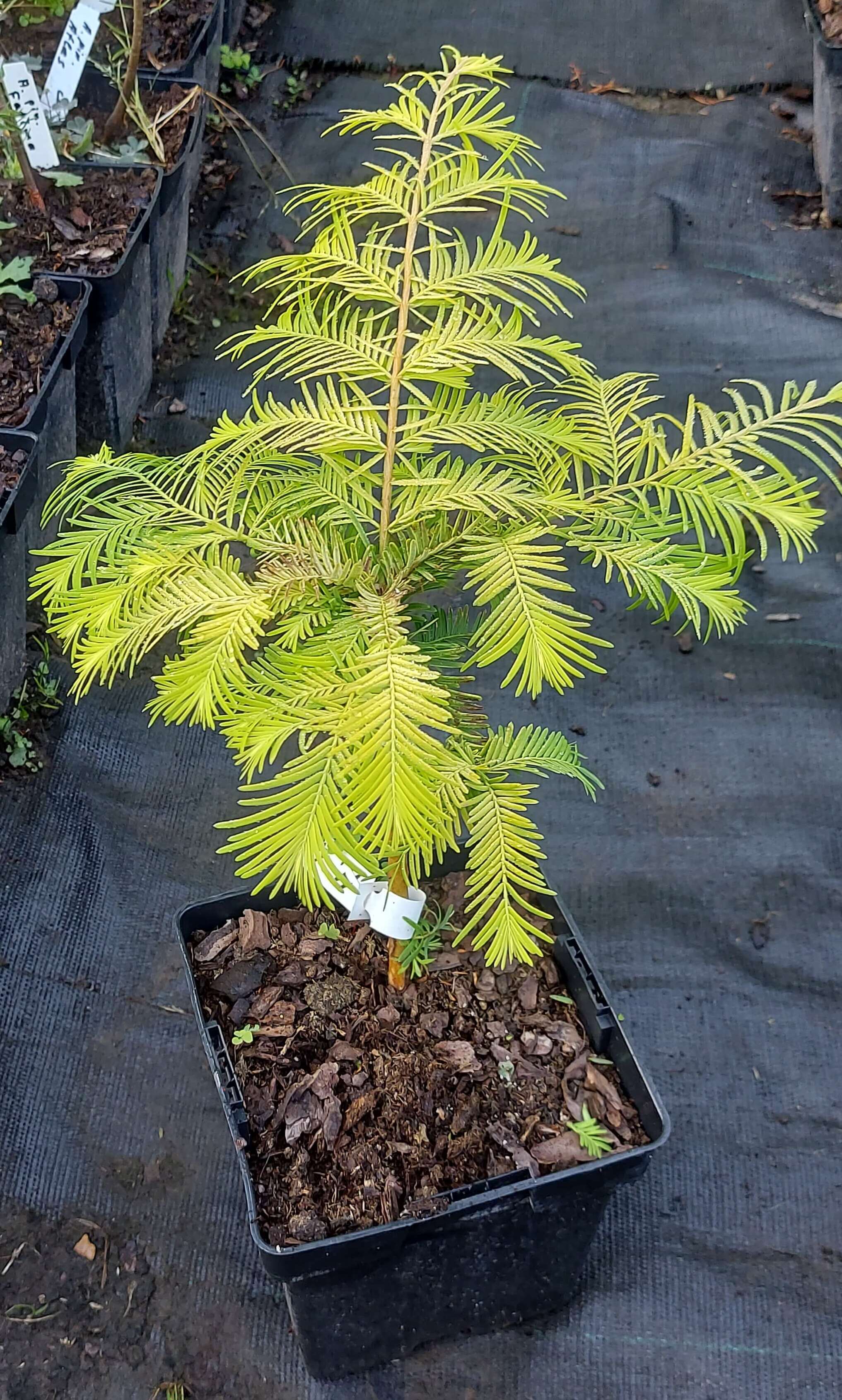  Метасеквоя китайська 'Золотий Поштовх'  (Metasequoia glyptostroboides 'Gold Rush')