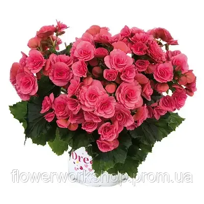 Бегонія Barkos Berseba Pink (касетна розсада)