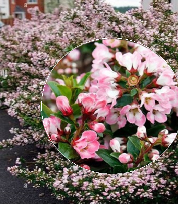 🌸 Ескалонія "Apple Blossom"