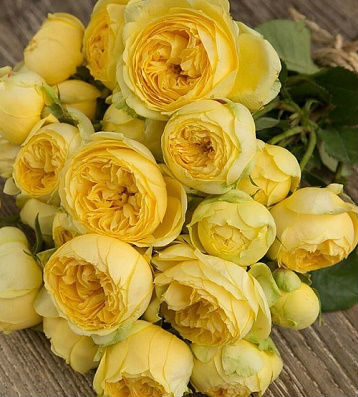 🌹 Троянда "Catalina"