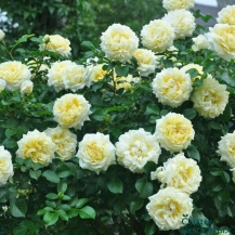 Надя Меяндекор (Nadia Meillandecor)