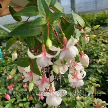 Фуксія Harry Gray (касетна розсада)