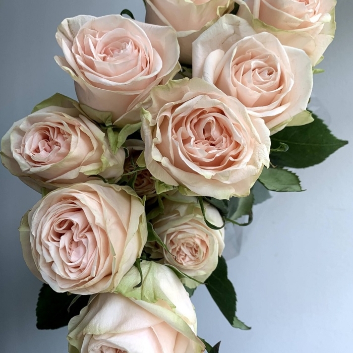 Веддінг Спіріт - Wedding Spirit