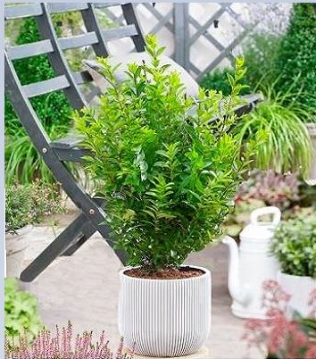 🌿 Бірючина "Little Green Diamond"