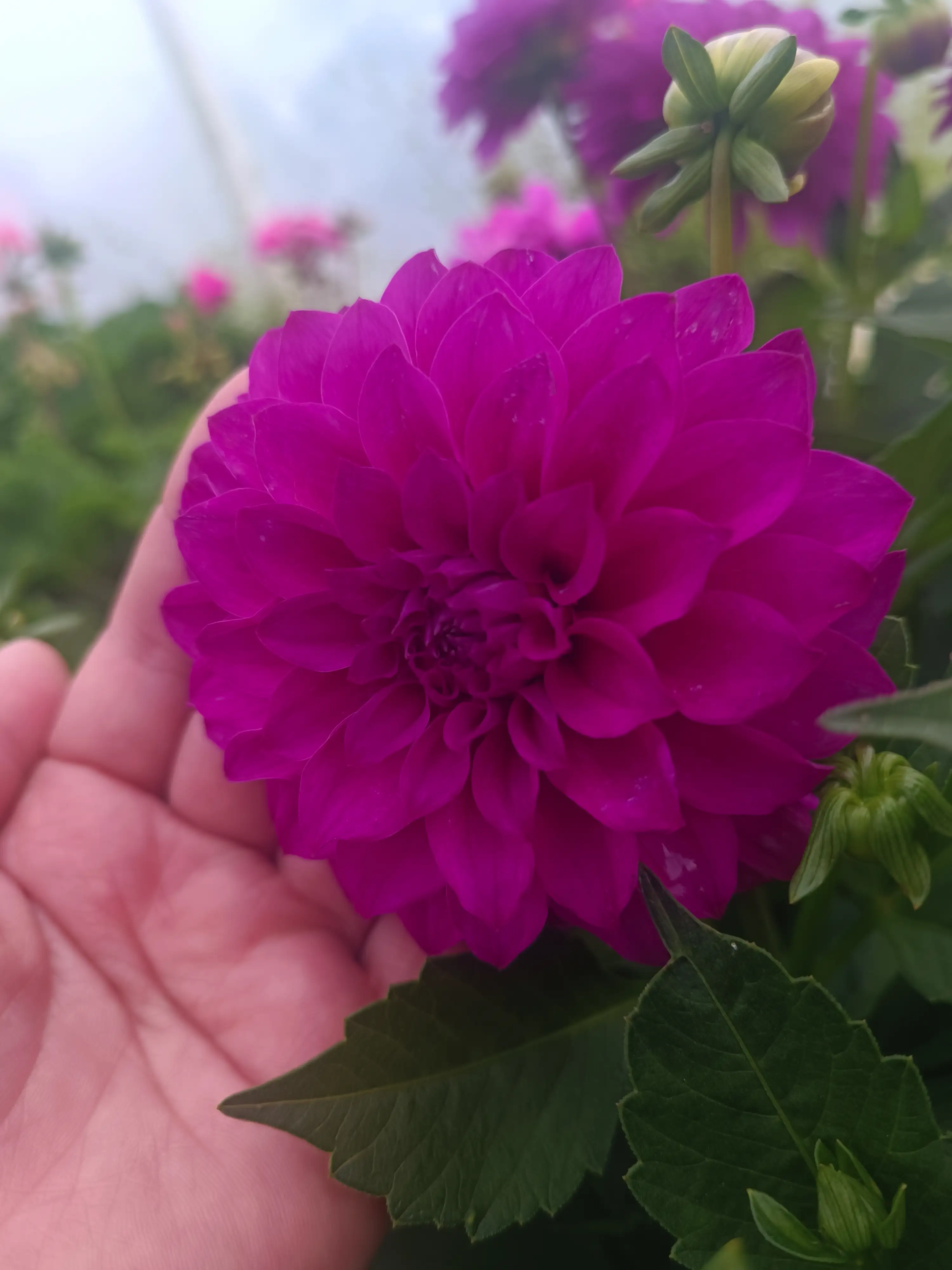 Жоржина Dalina Maxi Cadena (касетна розсада)