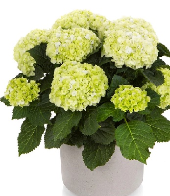 Гортензія крупнолиста HI Hailstone (Hydrangea macrophylla HI Hailstone)