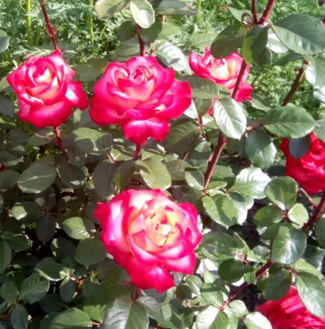 Ріна Херхольд (Rina Herholdt)