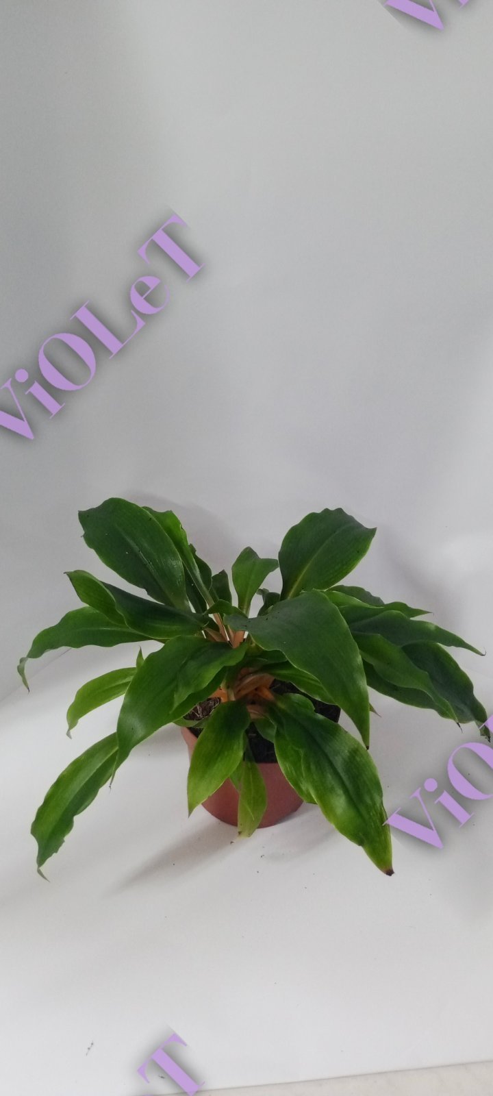 Хлорофітум  Green Orange в горщику