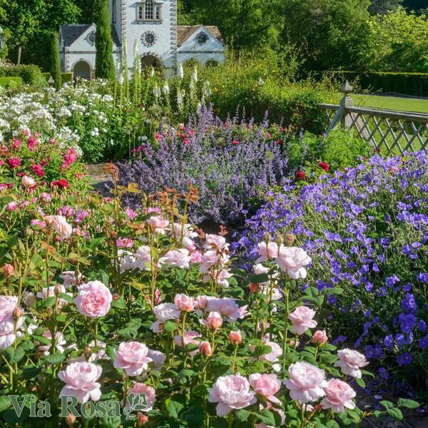 Квін оф Швіден — Queen of Sweden