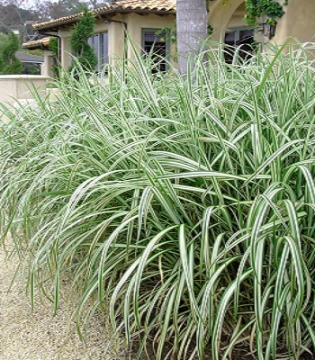 🌾 Miscanthus sinensis "Variegatus"