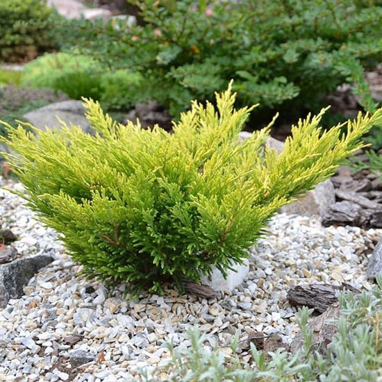 🌿 Ялівець 'Lime Glow' (Juniperus × pfitzeriana 'Lime Glow') в касеті