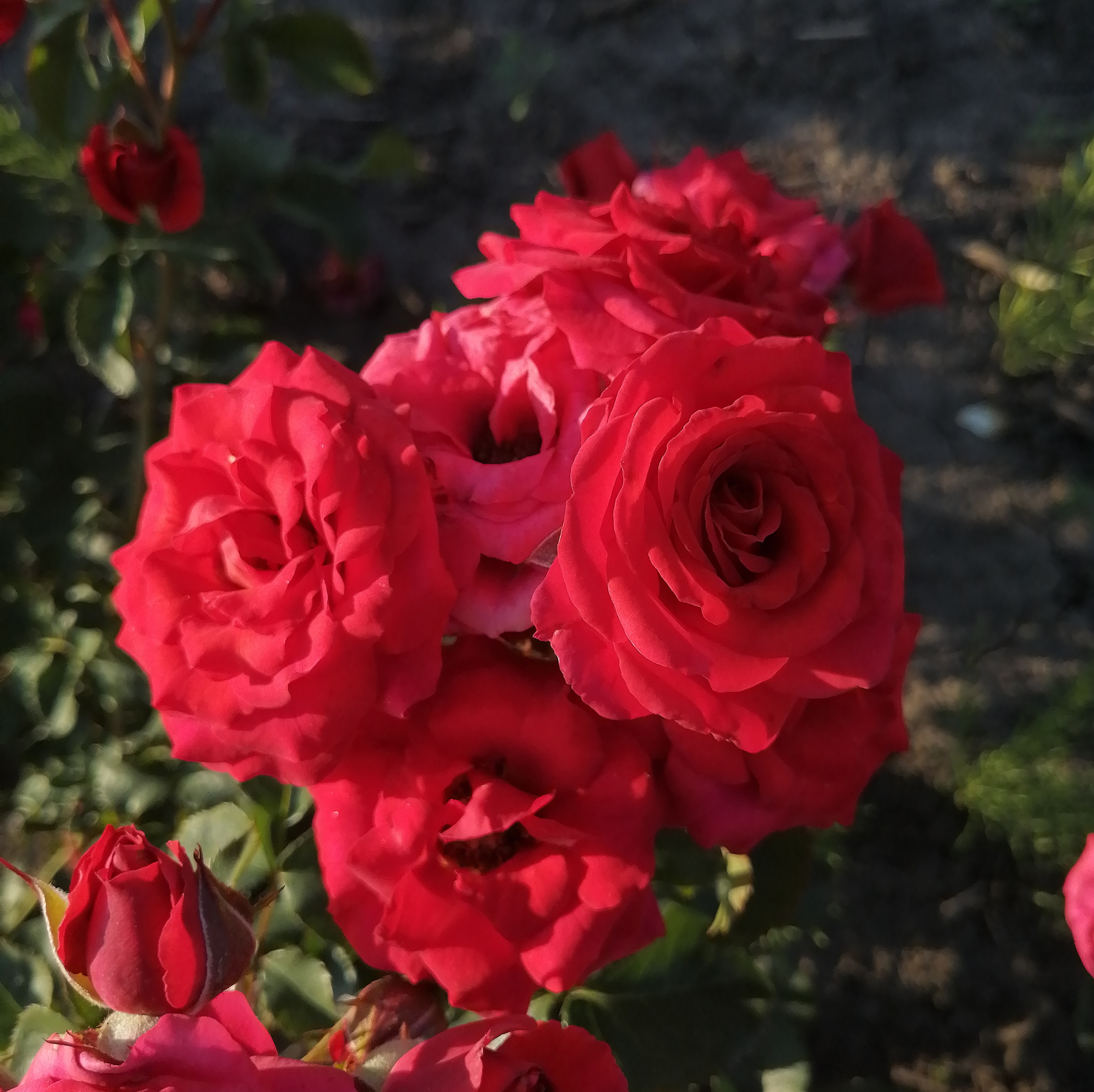 МІРАБЕЛЬ( Mirabel) сучасний спрей