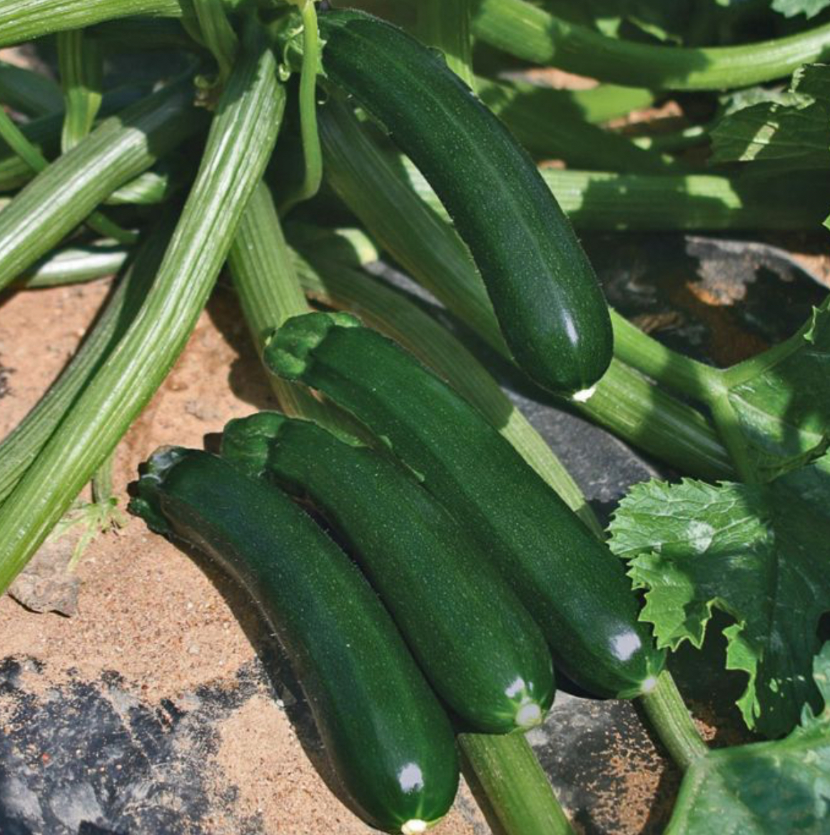 Кабачок скворушка 20 г