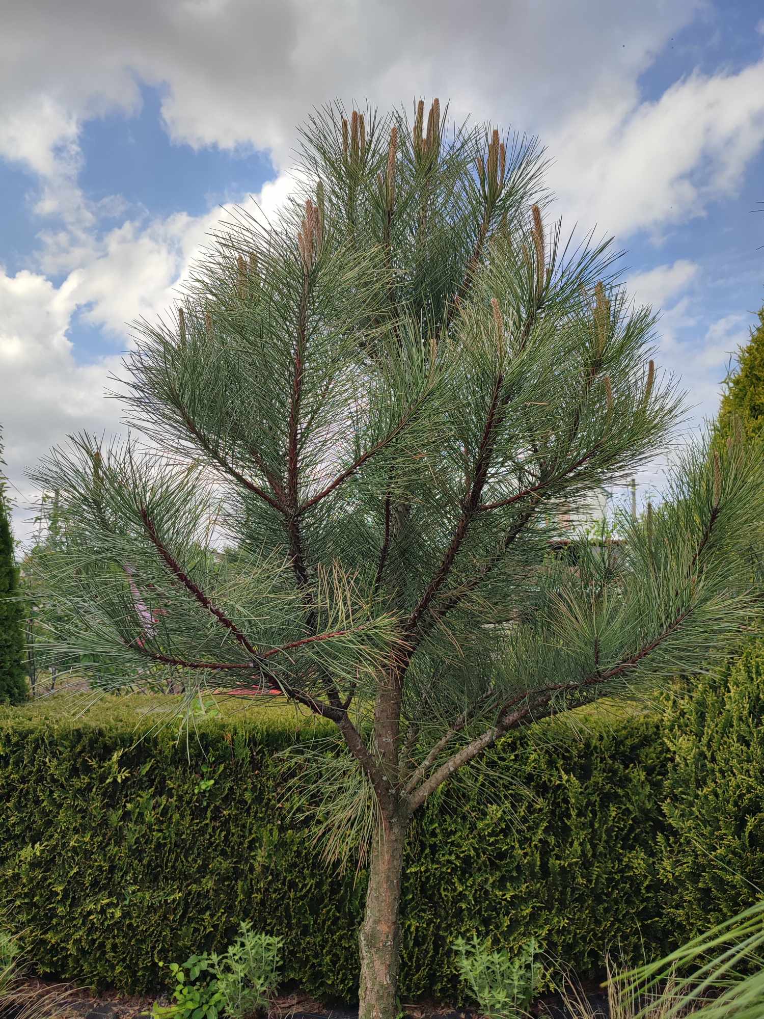 Сосна "Ponderosa"