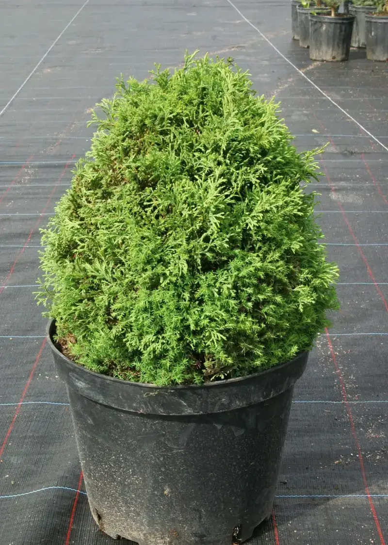 Туя західна 'Ellwangeriana' Р9 10-20см