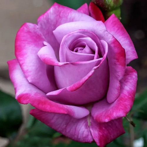 Троянда чайно-гібридна Парадіз