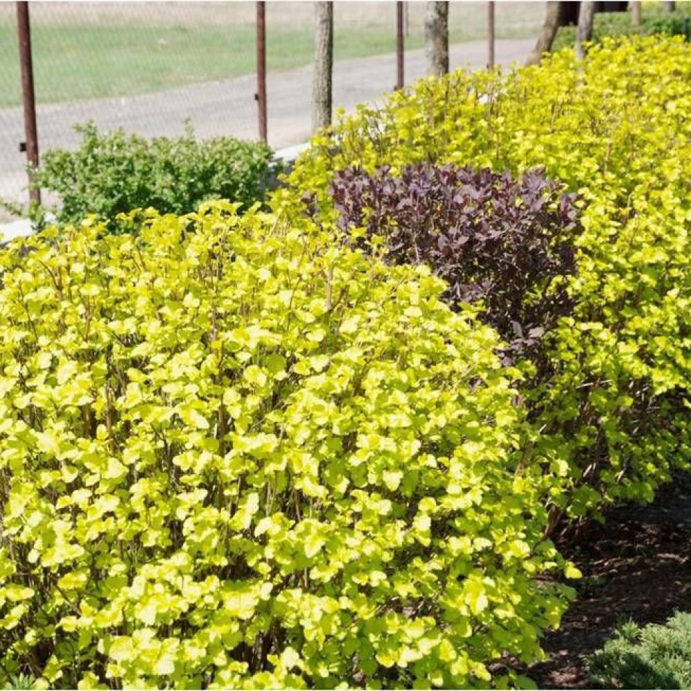 🌿 Пухироплідник Лютеус (Luteus)