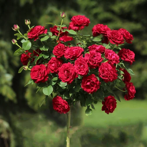 Троянда на штамбі Омаж де Барбара