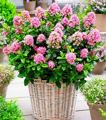 🌸 Ескалонія "Pink Elle"