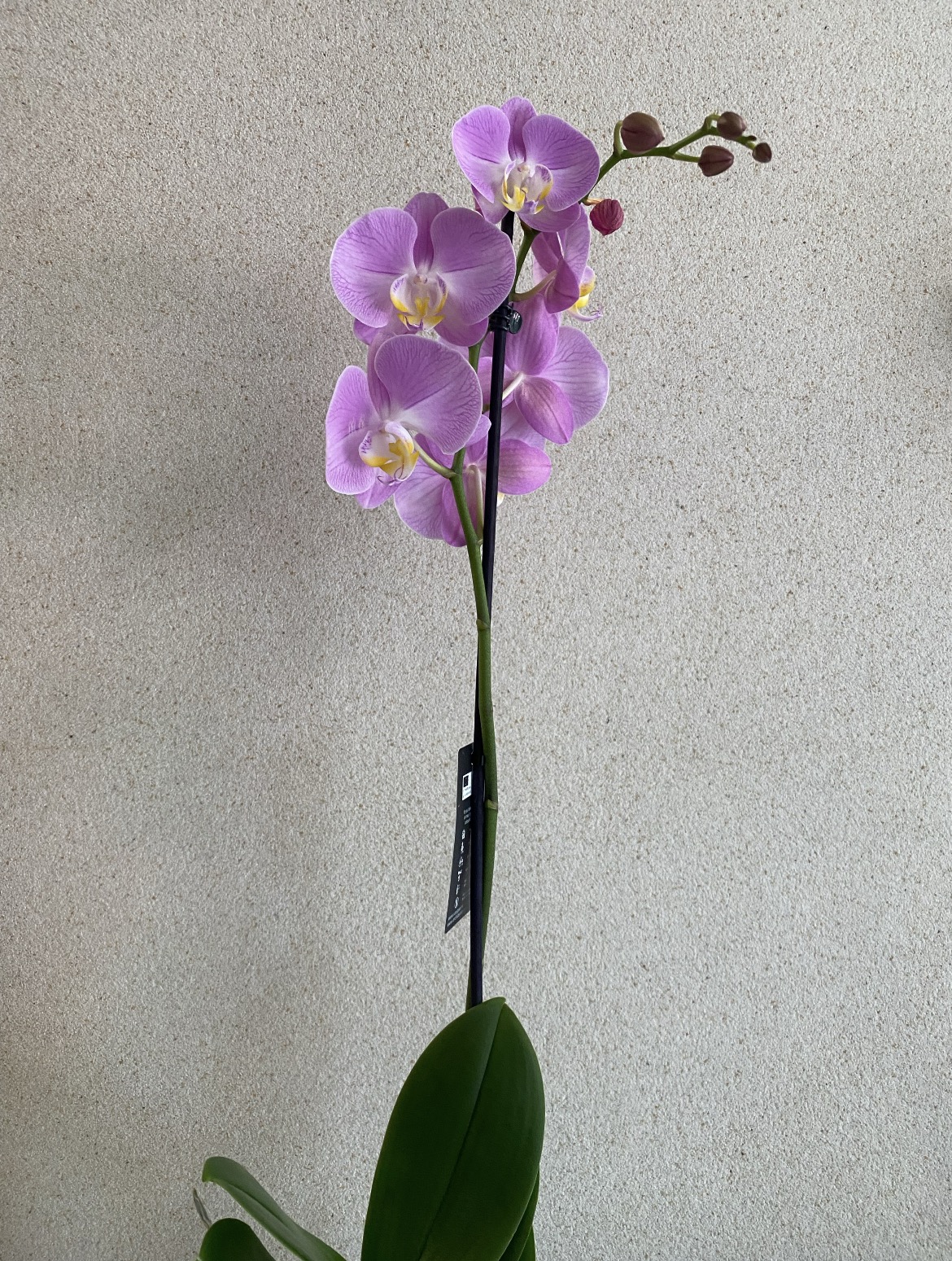 Phalaenopsis