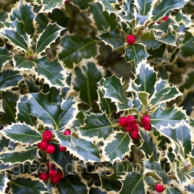 Падуб "Аргентеа Маргіната".pa Ilex aquifolium "ARGENTEA MARGINATA"stam 50 h 80